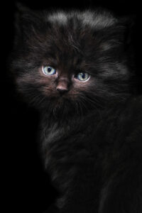 Kitten Black Cute